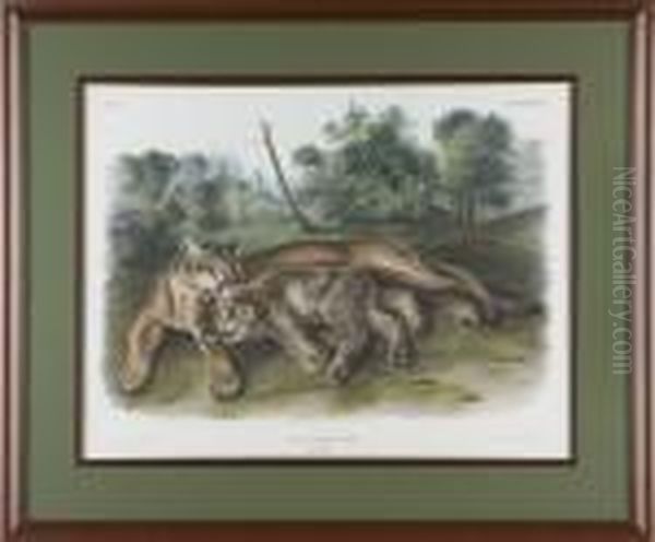 Cougar Oil Painting by John James Audubon