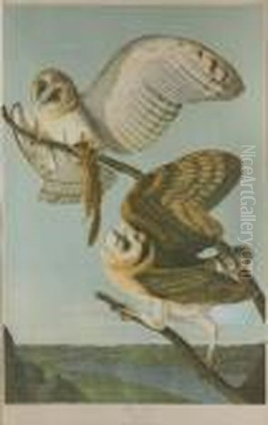 Barn Owl Oil Painting by John James Audubon