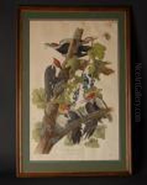 Piliated Woodpecker....... Oil Painting by John James Audubon