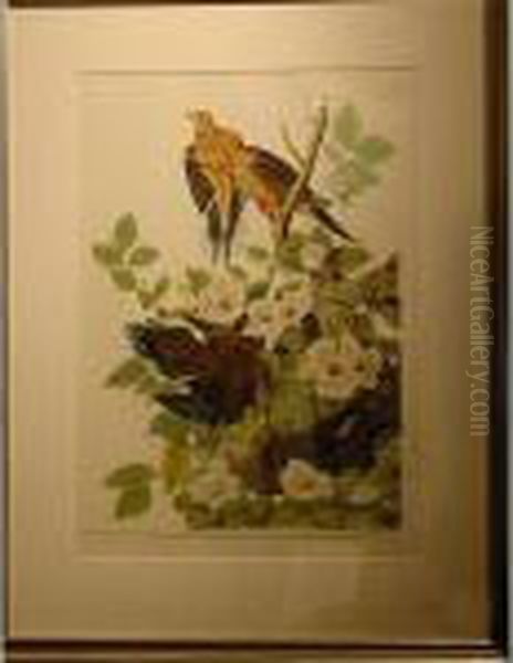 Carolina Turtle Dove Oil Painting by John James Audubon