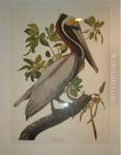 Brown Pelican Oil Painting by John James Audubon