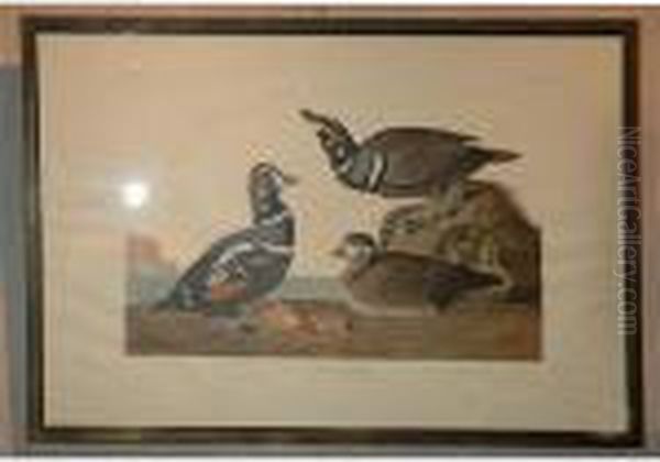 Harlequin Duck Oil Painting by John James Audubon