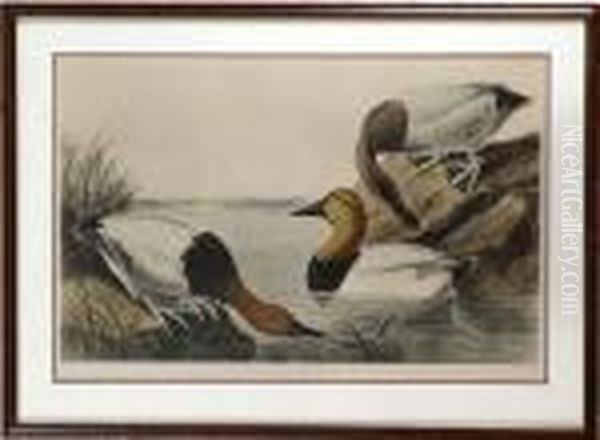 Canvas Backed Duck Oil Painting by John James Audubon