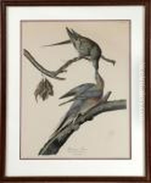 Passenger Pigeon Oil Painting by John James Audubon