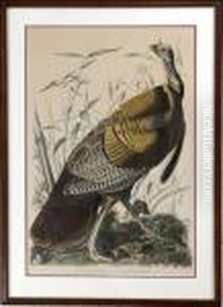 Wild Turkey Oil Painting by John James Audubon