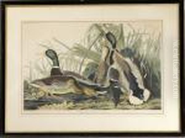 Mallard Duck Oil Painting by John James Audubon