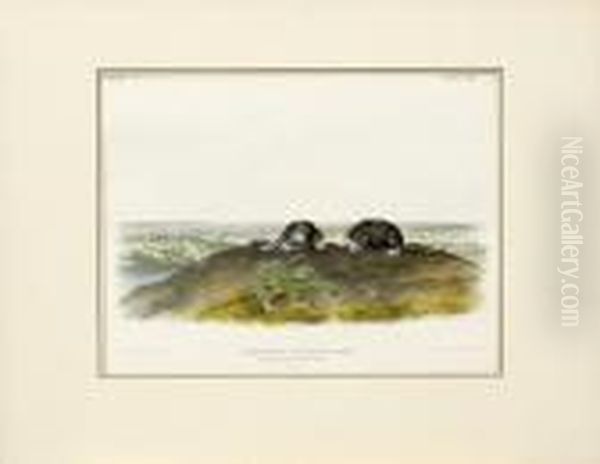 Common Star-nose Mole Oil Painting by John James Audubon