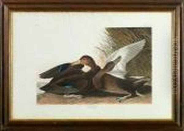 Dusky Duck Oil Painting by John James Audubon