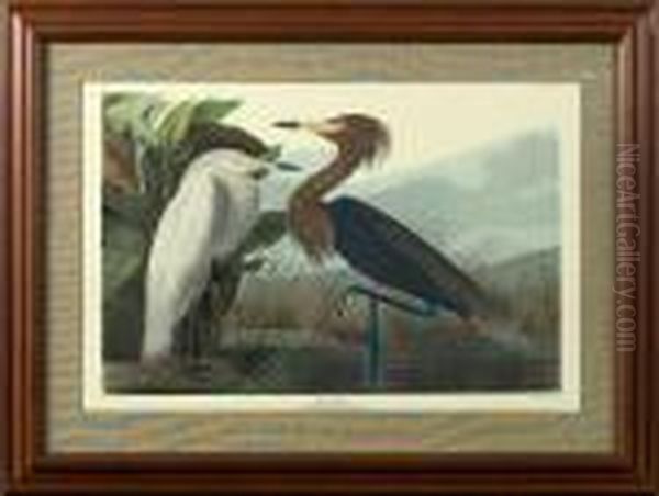 Purple Heron Oil Painting by John James Audubon