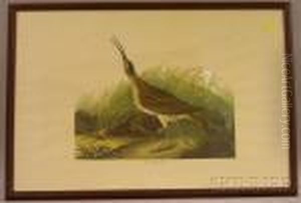 Hutchins's Barnacle Goose Oil Painting by John James Audubon