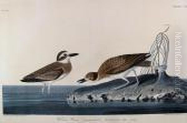 Wilson's Plover Oil Painting by John James Audubon