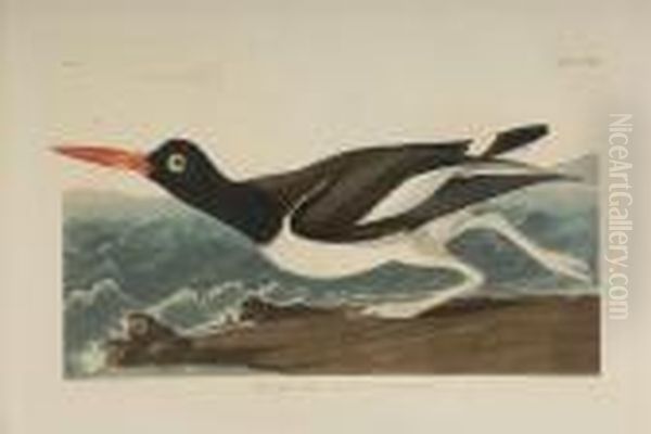 Haematgopus Ostralegus Oil Painting by John James Audubon