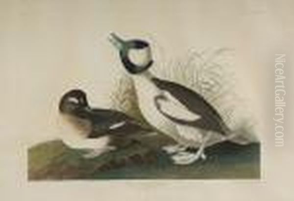 Fuligula Albeola Oil Painting by John James Audubon