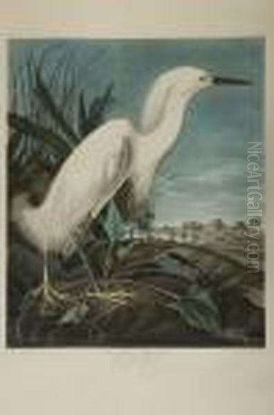 Snowy Heron Or White Egret Oil Painting by John James Audubon