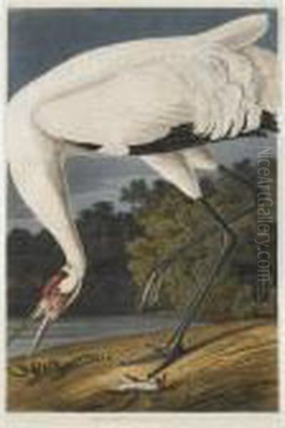 The Birds Of America Oil Painting by John James Audubon