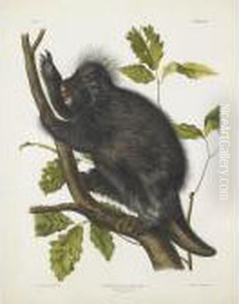 Canada Porcupine Oil Painting by John James Audubon