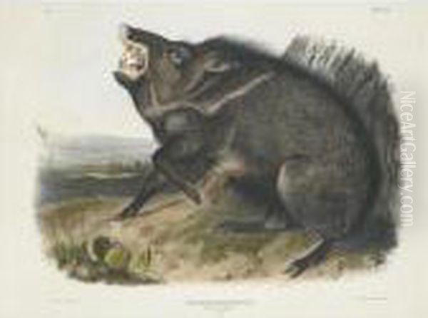 Collared Peccary Oil Painting by John James Audubon