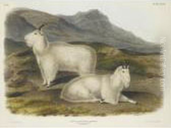 Rocky Mountain Goat Oil Painting by John James Audubon