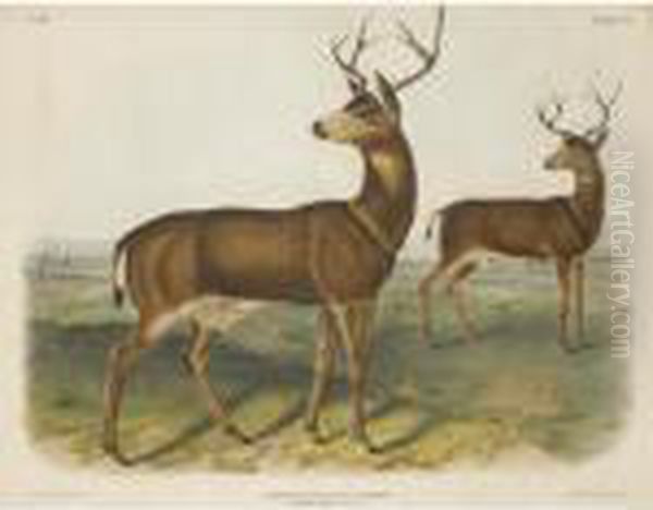 Columbian Black-tailed Deer Oil Painting by John James Audubon