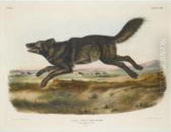 Black American Wolf Oil Painting by John James Audubon