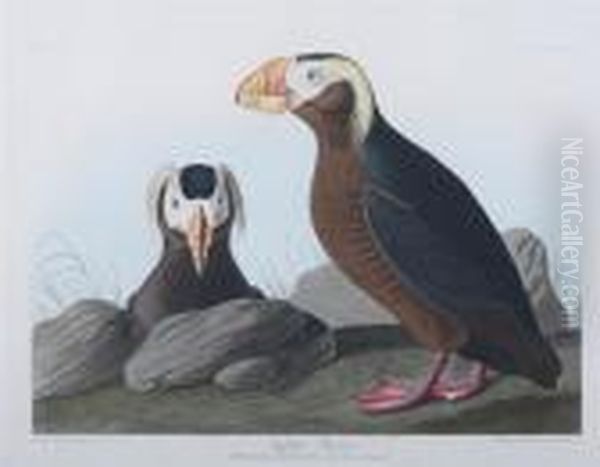 Tufted Puffin Oil Painting by John James Audubon