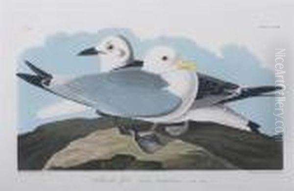 Kittiwake Gull Oil Painting by John James Audubon