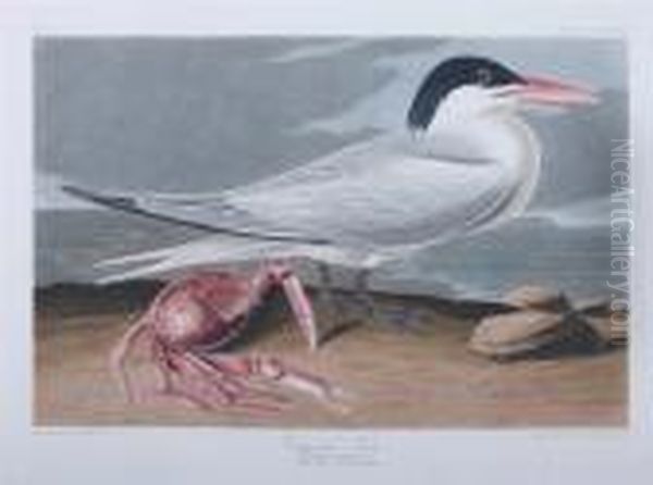 Cayenne Tern Oil Painting by John James Audubon