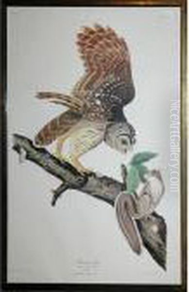 Barred Owl Oil Painting by John James Audubon