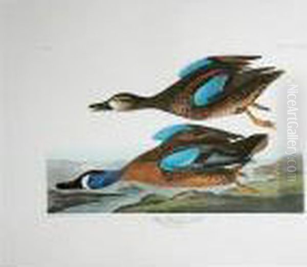 Blue-winged Teal Oil Painting by John James Audubon