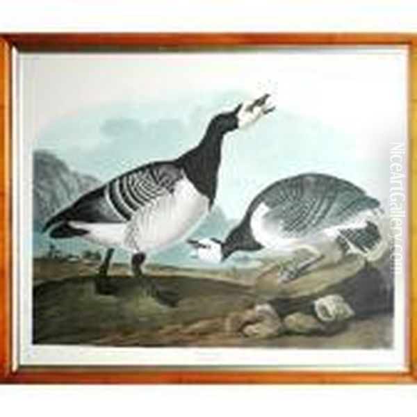 Barnacle Goose Oil Painting by John James Audubon