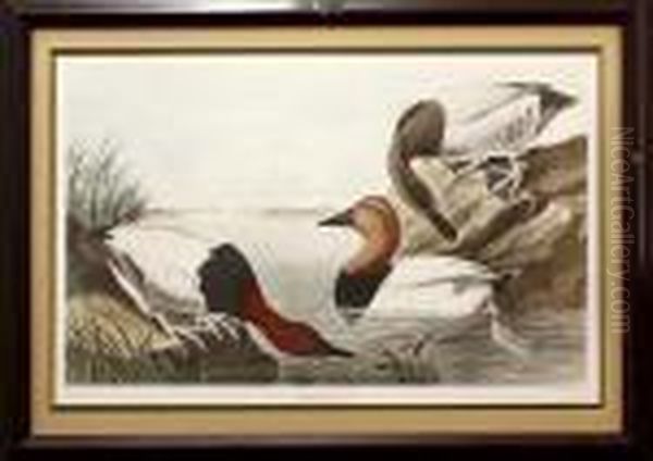 Canvas-backed Duck Oil Painting by John James Audubon