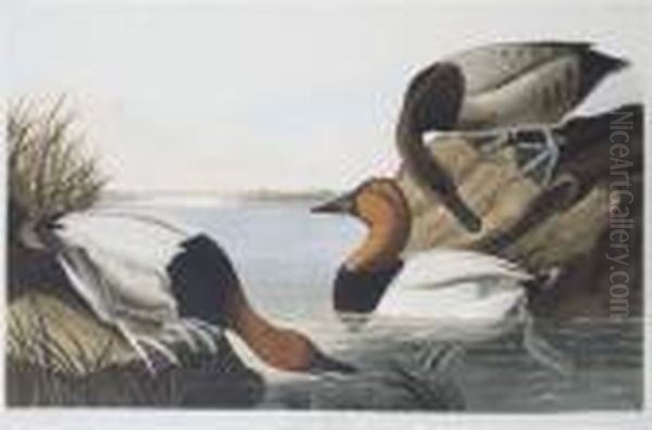 Backed Duck Oil Painting by John James Audubon