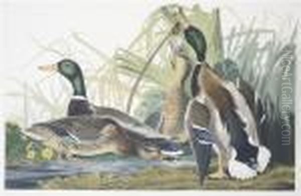 Mallard Duck Oil Painting by John James Audubon