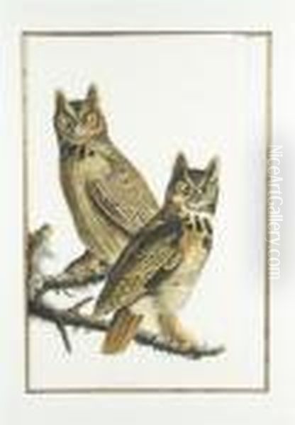 Great Horned Owl Oil Painting by John James Audubon