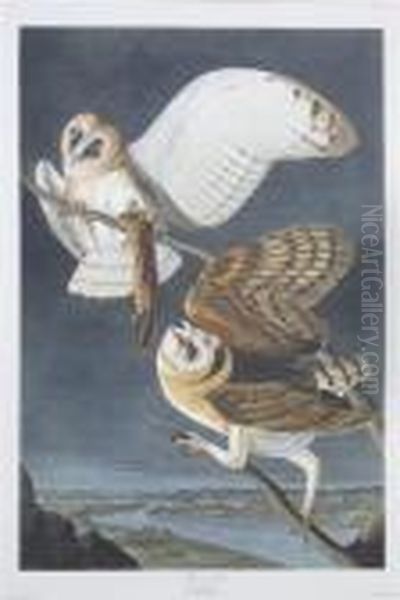 Barn Owl Oil Painting by John James Audubon