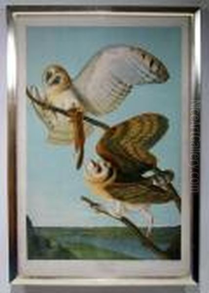 Barn Owl Oil Painting by John James Audubon