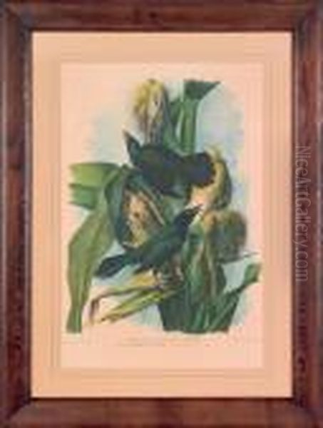 Purple Grakle Or Common Crow Blackbird Oil Painting by John James Audubon