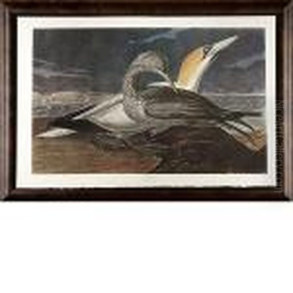 Gannet Oil Painting by John James Audubon