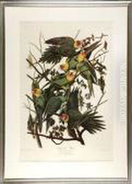 Carolina Parrot Oil Painting by John James Audubon