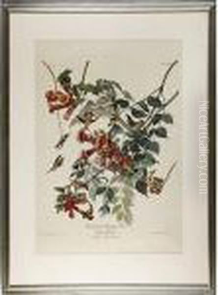 Ruby-throated Humming Bird Oil Painting by John James Audubon