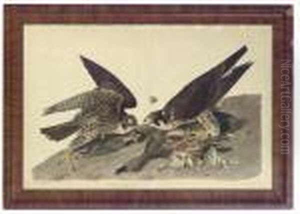 Great-footed Hawk Oil Painting by John James Audubon