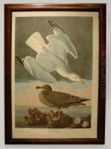 Herring Gull Oil Painting by John James Audubon