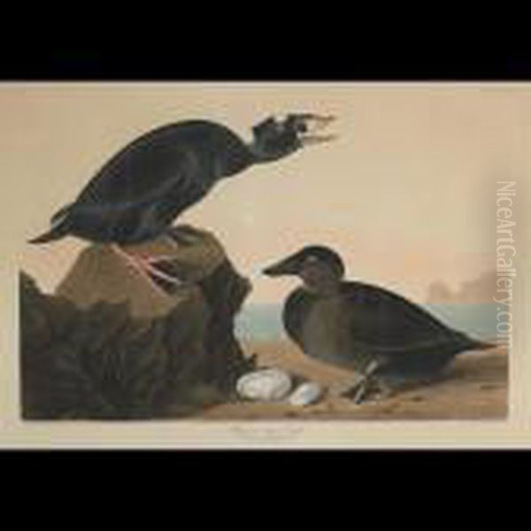 Black Or Surf Duck, Plate Cccxvii Oil Painting by John James Audubon