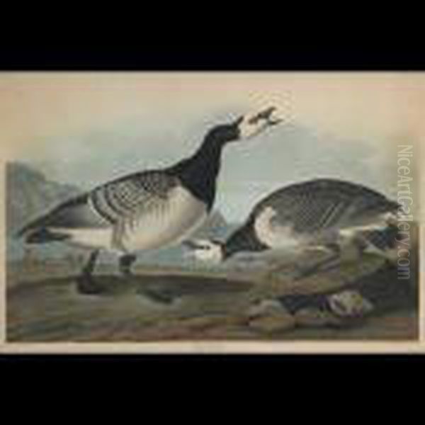 Barnacle Goose, Plate Ccxcvi Oil Painting by John James Audubon