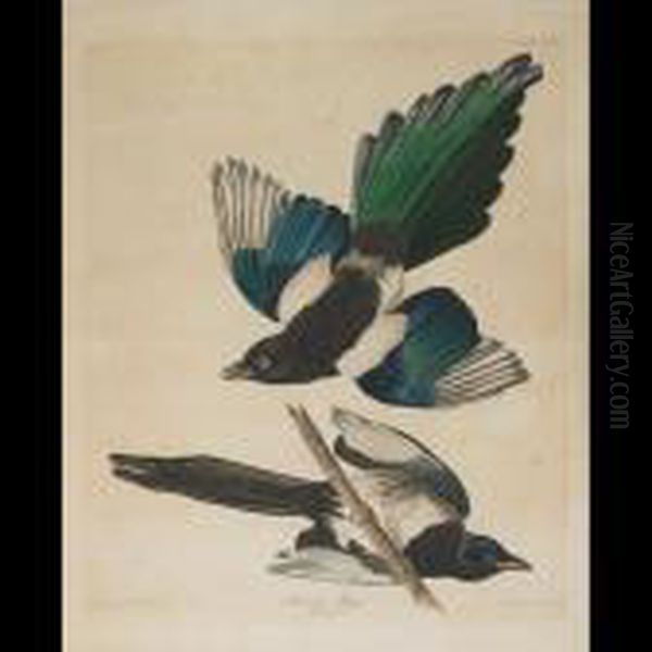 American Magpie, Plate Ccclvii Oil Painting by John James Audubon