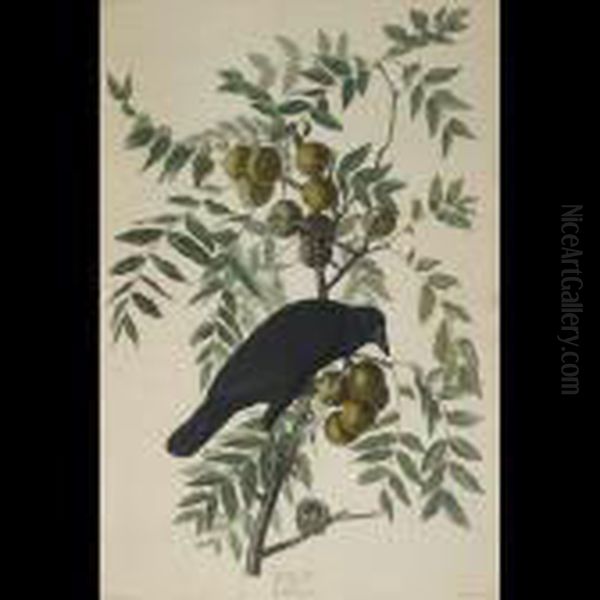 American Crow, Plate Clvi Oil Painting by John James Audubon