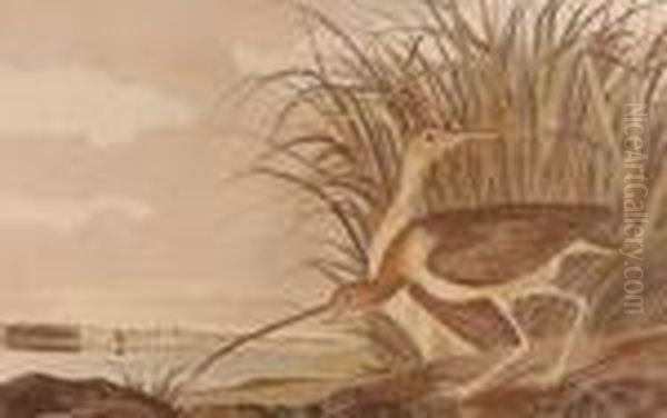 Long Billed Curlew Oil Painting by John James Audubon