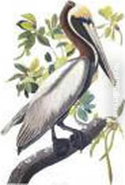 Brown Pelican Oil Painting by John James Audubon