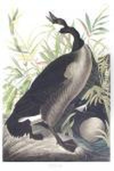 Canada Goose Oil Painting by John James Audubon