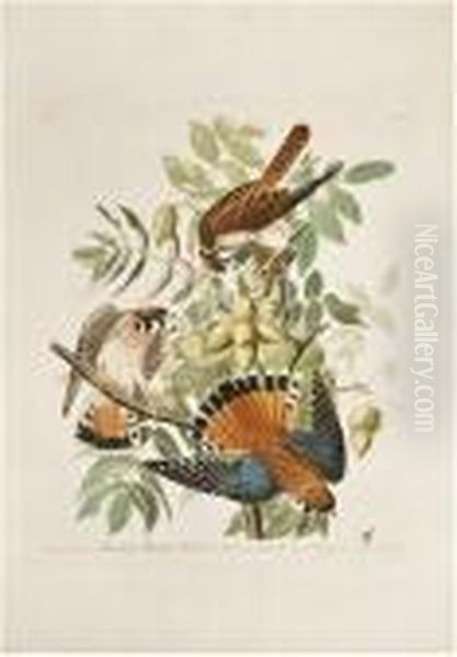 American Sparrow Hawk. [plate Cxlii]. Oil Painting by John James Audubon